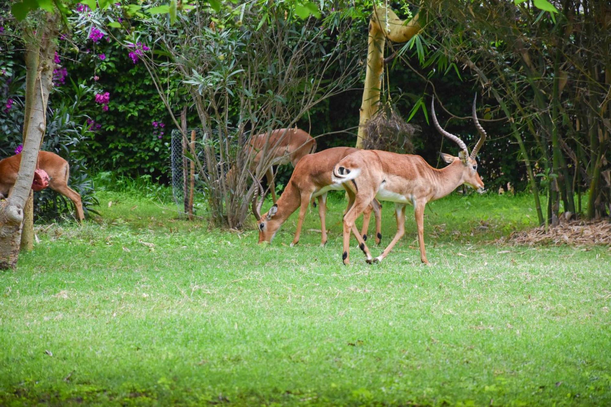 Lukenya Getaway Hotel Athi River Buitenkant foto