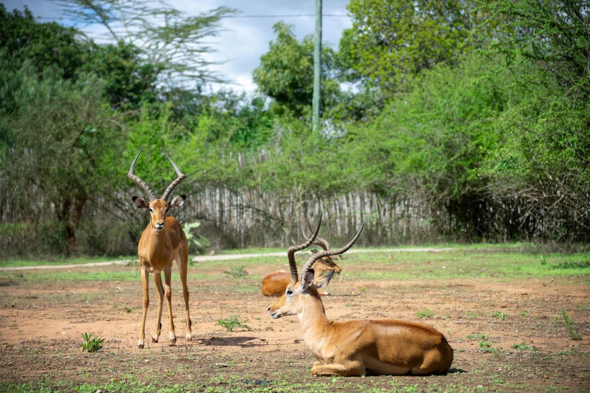 Lukenya Getaway Hotel Athi River Buitenkant foto