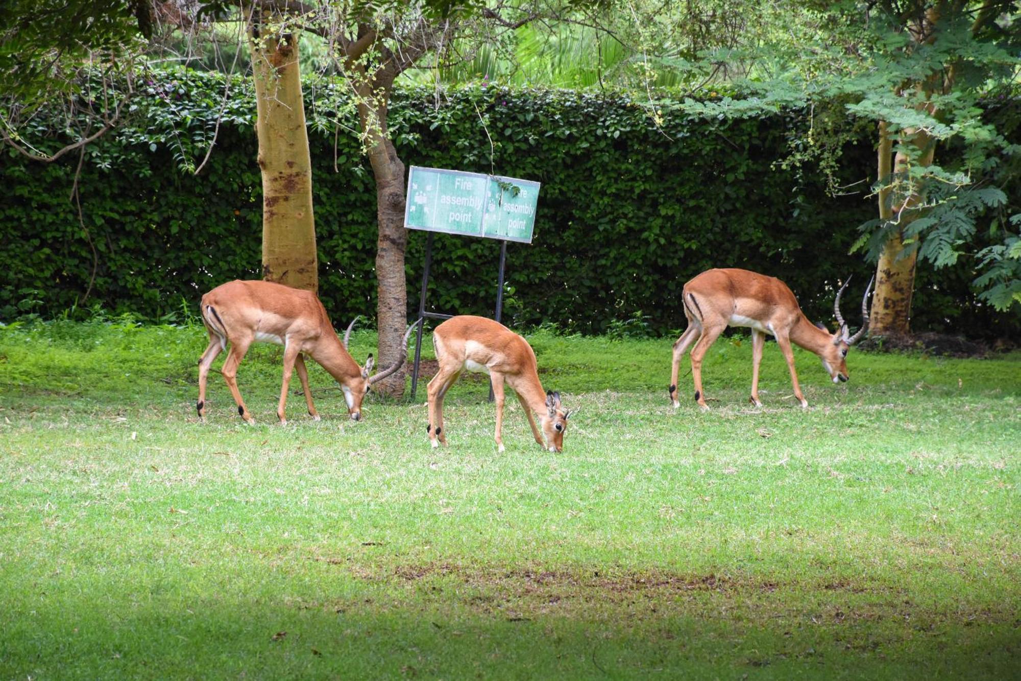 Lukenya Getaway Hotel Athi River Buitenkant foto